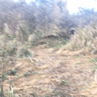 blurri heinä neliö